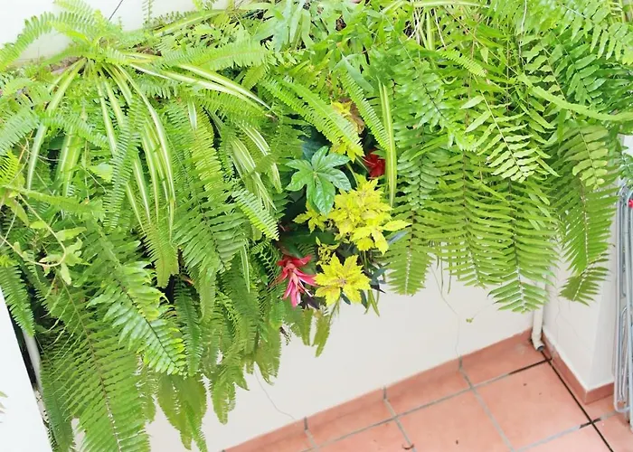 Apartamentos Océanos